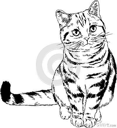 Pedigree cat drawn in ink by hand Vector Illustration