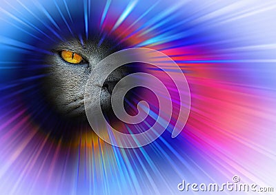 Pedigree cat face eye space vortex background colours Stock Photo