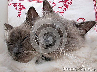 Pedigree Cats Stock Photo