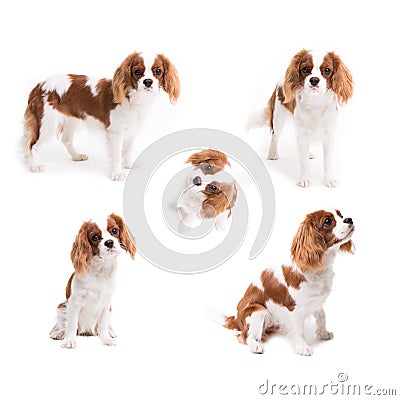 Pedigree dogs collage. Cavalier King Charles Spaniel in studio on white background - isolate with shadow Stock Photo