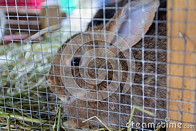 Pedigree rabbit sits in a cage Stock Photo