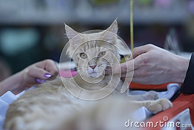 Pedigreed cat of Maine Coon breed standing on a table, a judge hands holding it estimating its color and proportions Stock Photo