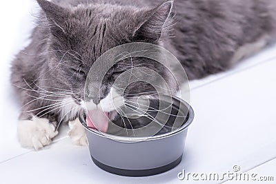 Pedigreed gray cat, sitting on a white background, next to a bowl of water and drinking water Stock Photo
