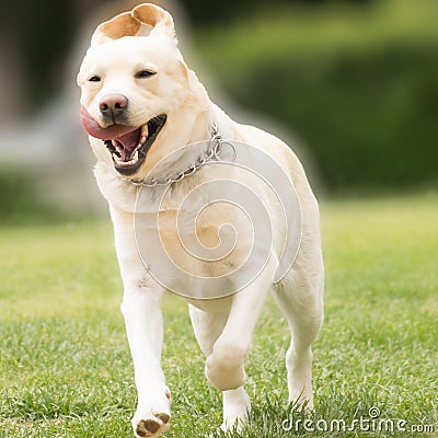 Pedigreed Labrador dog running. Stock Photo