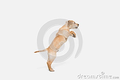 Little Labrador Retriever playing on white studio background Stock Photo