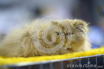 Pedigreed Persian exotic cat lying on a cage, cat show Stock Photo