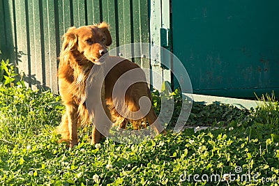 Pedigreed red dog stands on the lawn near the fence and barks guarding the entrance Stock Photo