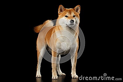 Pedigreed Red Shiba inu Dog Standing on Black Background Stock Photo