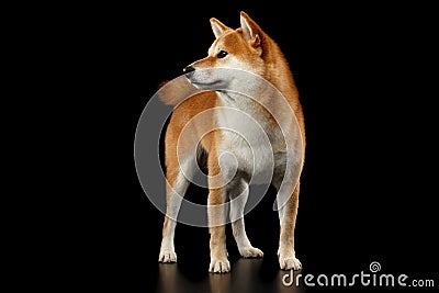 Pedigreed Red Shiba inu Dog Standing on Black Background Stock Photo