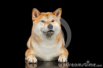 Pedigreed Shiba inu Dog Lying, Looks closely, Black Background Stock Photo