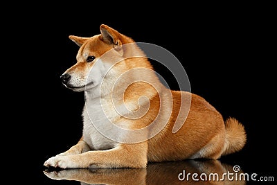 Pedigreed Shiba inu Dog Lying, Looks closely, Black Background Stock Photo