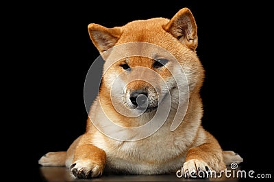 Pedigreed Shiba inu Dog Lying, Looks closely, Isolated Black Background Stock Photo