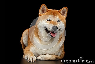 Pedigreed Shiba inu Dog Lying, Smiling, Looks Curious, Black Background Stock Photo