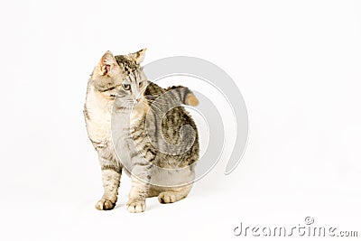 Pedigreed shorthair spotted cat sits Stock Photo