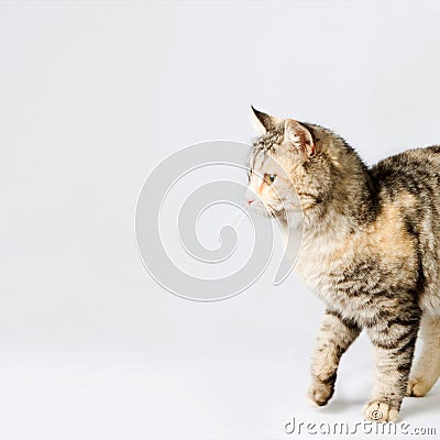 Pedigreed shorthair spotted cat sits Stock Photo