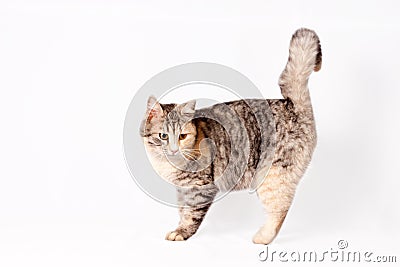 Pedigreed shorthair spotted cat sits Stock Photo