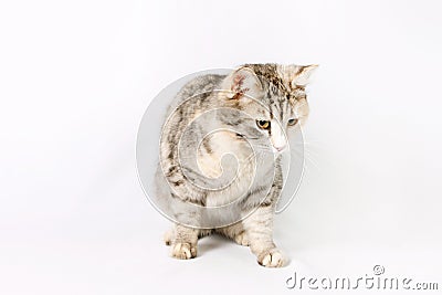 Pedigreed shorthair spotted cat sits Stock Photo