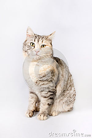 Pedigreed shorthair spotted cat sits. Stock Photo