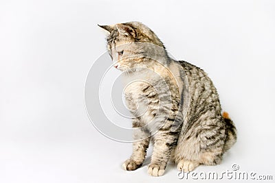 Pedigreed shorthair spotted cat sits, looking down. Stock Photo