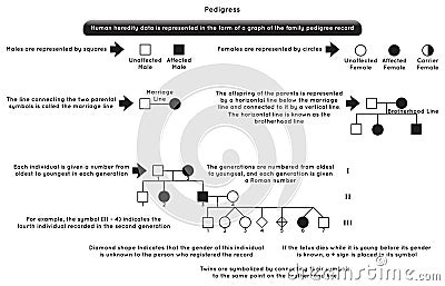 Pedigress Infographic Diagram explained in simple path Vector Illustration