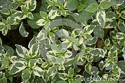 Pedilanthus tithymaloides leaves Stock Photo