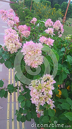 Pee gee hydranga light pink flowers Stock Photo
