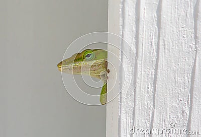 Peek-a-boo Anole Lizard Stock Photo
