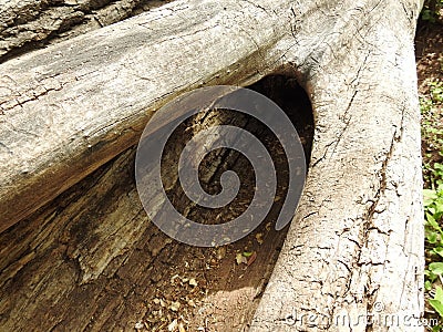 Peek into a Tree Hollow Stock Photo