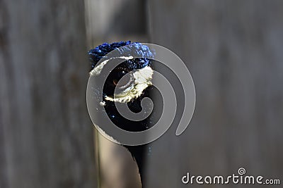 Peekaboo Peacock Stock Photo