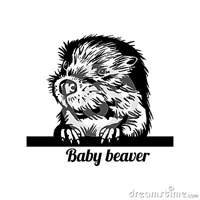 Peeking Baby Beaver - Funny Beaver peeking out - face head isolated on white. Funny peeking animals Vector Illustration