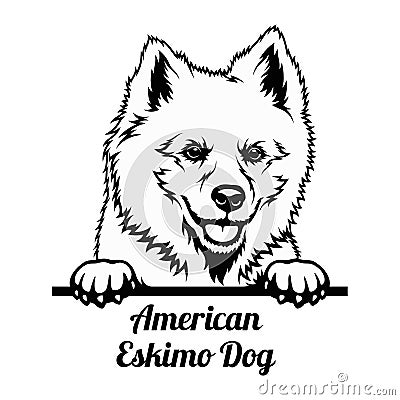 Peeking Dog - American Eskimo Dog breed - head isolated on white Vector Illustration