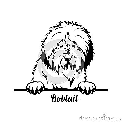 Peeking Dog - Bobtail breed - head isolated on white Stock Photo