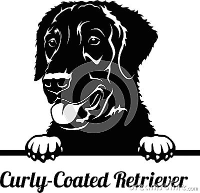 Peeking Dog - Curly-Coated Retriever breed - head isolated on white Vector Illustration