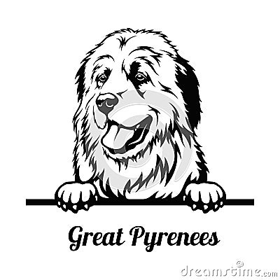 Peeking Dog - Great Pyrenees breed - head isolated on white Vector Illustration