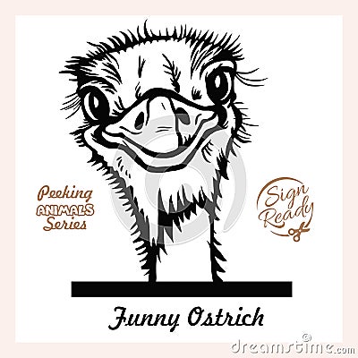 Peeking Funny Ostrich - Ostrich looks out from behind the fence. Ostrich head. Funny Ostrich peeking out - face head Vector Illustration