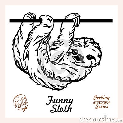 Peeking Funny Sloth - Funny Sloth peeking out - face head isolated on white Vector Illustration