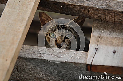 Peeking under abandoned wood Stock Photo