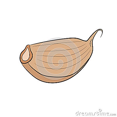 Peeled garlic clove on white of illustrations Cartoon Illustration