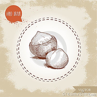 Peeled macadamia nut seed and with shell. Hand drawn sketch style vector illustration isolated on retro background. Botanical draw Vector Illustration