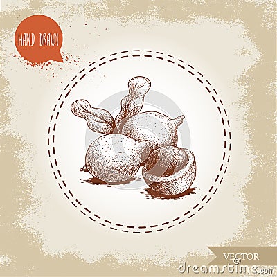 Peeled macadamia pericarp nuts composition with leaves. Hand drawn sketch style vector illustration isolated on retro background. Vector Illustration