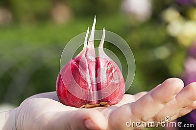 peeled red garlic Stock Photo