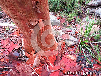 Eucalyptus tree trunk peeling red coloration, Australian nature Stock Photo