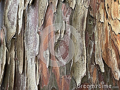 Peeling tree trunk at sunset Stock Photo