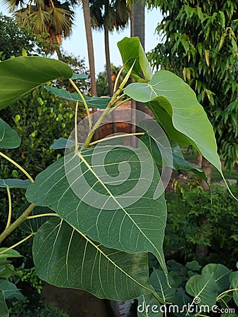 Indian Peepal Tree Stock Photo. Stock Photo