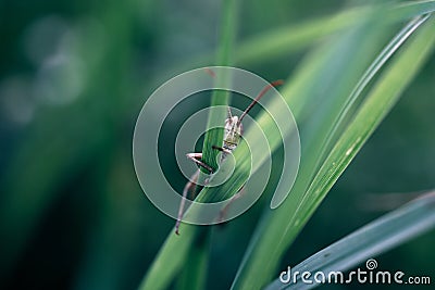 A peeping grasshopper's head from behind tall grass in a meadow. Stock Photo