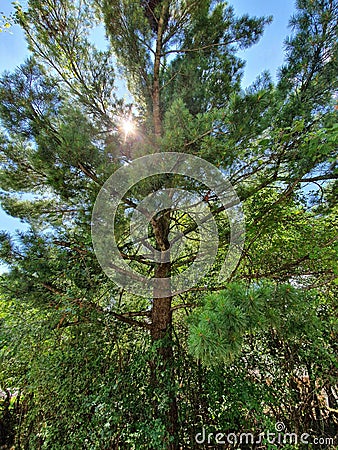 Peeping sun and majestic tree Stock Photo