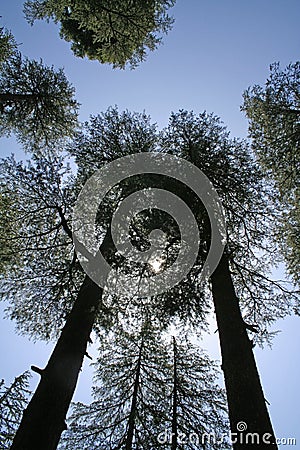 Peeping sun through tall giant pine trees Stock Photo