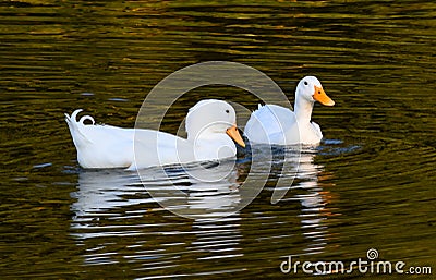 Pekin duck pair Stock Photo