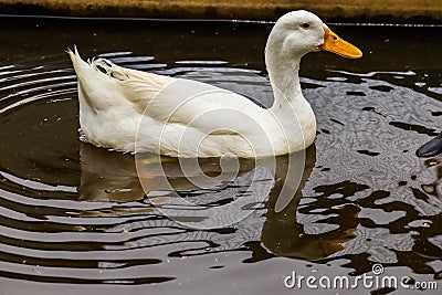 Pekin duck is swinging Stock Photo