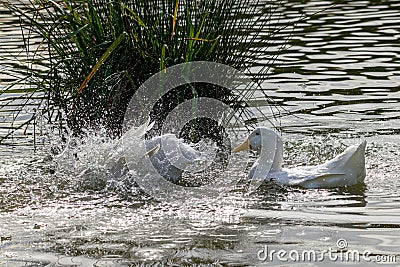 Pekin ducks splashing and washing feathers on a sunny day Stock Photo